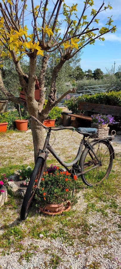 Antico Trullo Immerso Nella Campagna Alberobello Eksteriør billede